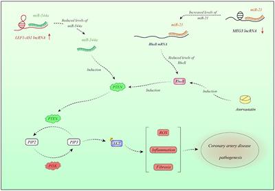 The Emerging Role of Long Non-coding RNAs and Circular RNAs in Coronary Artery Disease